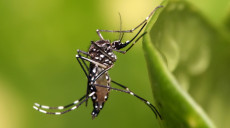 डेंगु संक्रमणबाट मृत्यु हुनेको सख्या ३६ पुग्यो